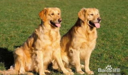 金毛犬训练方法视频